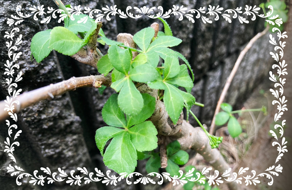 続ろーかる・ぐるぐる#198_ウコギ