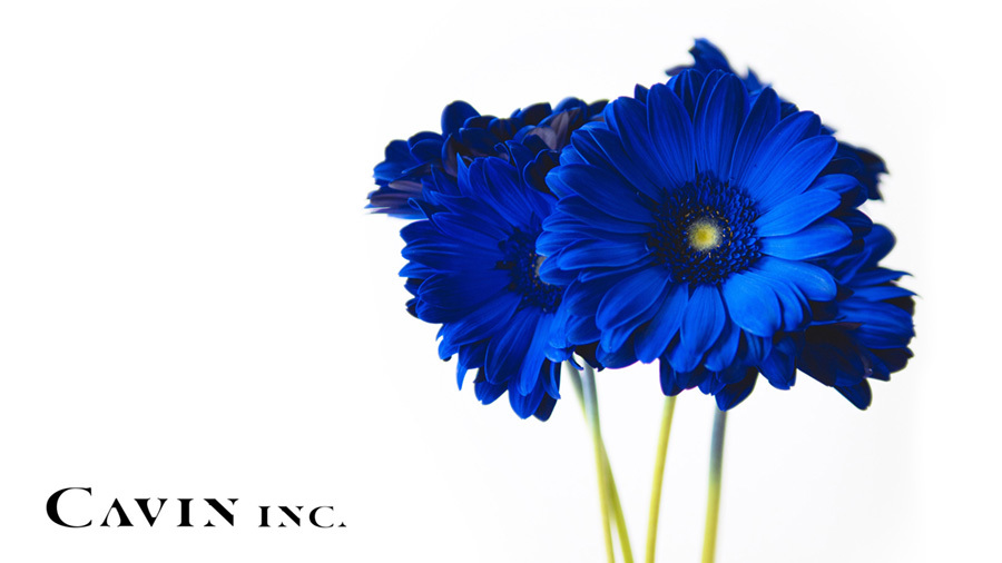 CAVIN Inc. “素直な「気持ち」を伝えられる世界をつくる” 株式会社CAVINは「生産者 - 花屋 - 生活者」という花の流れ全てをプロデュースする企業です。 生産者 & 花屋 の直接取引プラットフォーム “CAVIN” を提供。サービス提供エリア拡大中。