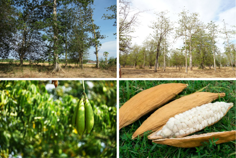 KAPOK#1_カポックの木と実