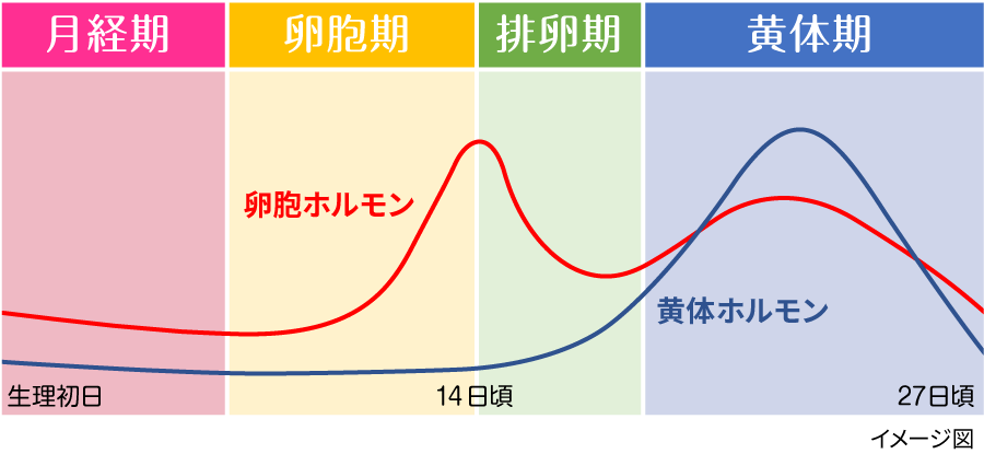 「月経期」「卵胞期」「排卵期」「黄体期」のサイクル図
