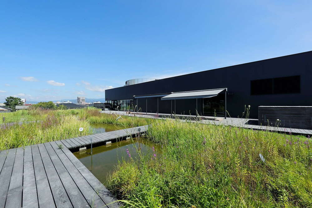 「屋根の上のビオトープ」(写真提供:ヤンマーミュージアム)