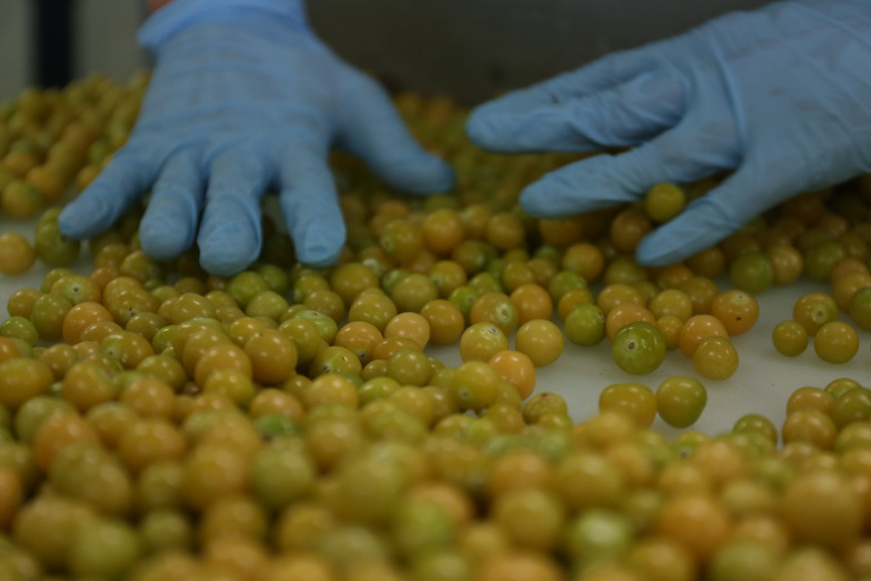 これが山ほおずき