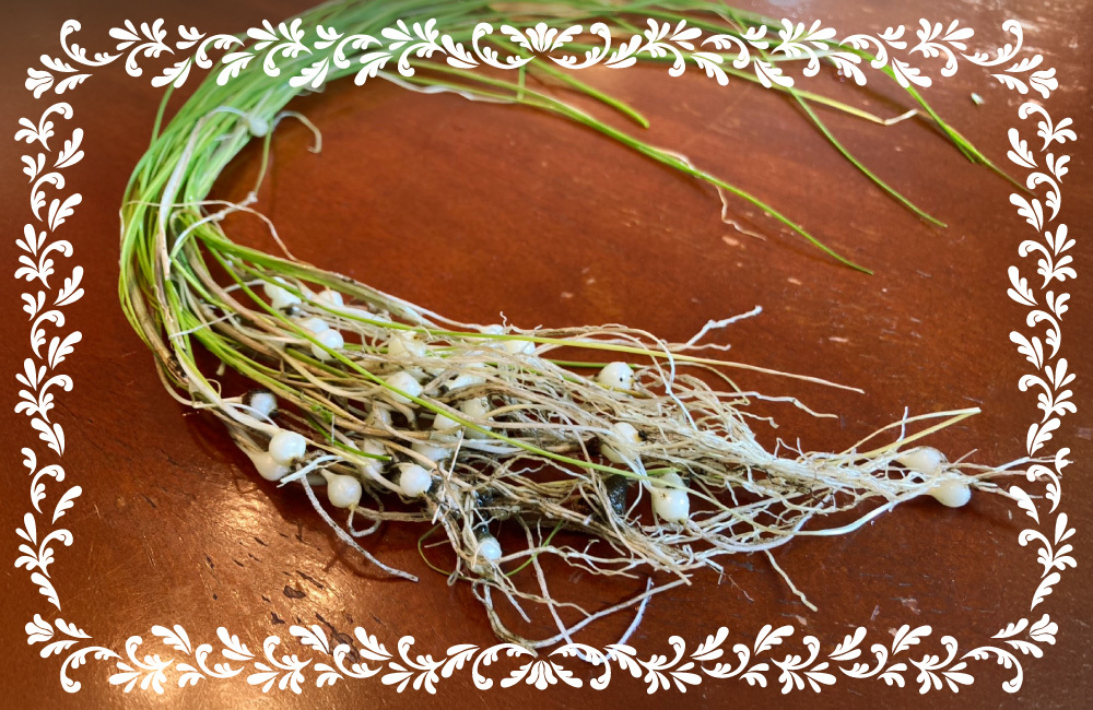 続ろーかる・ぐるぐる#198_ノビル写真