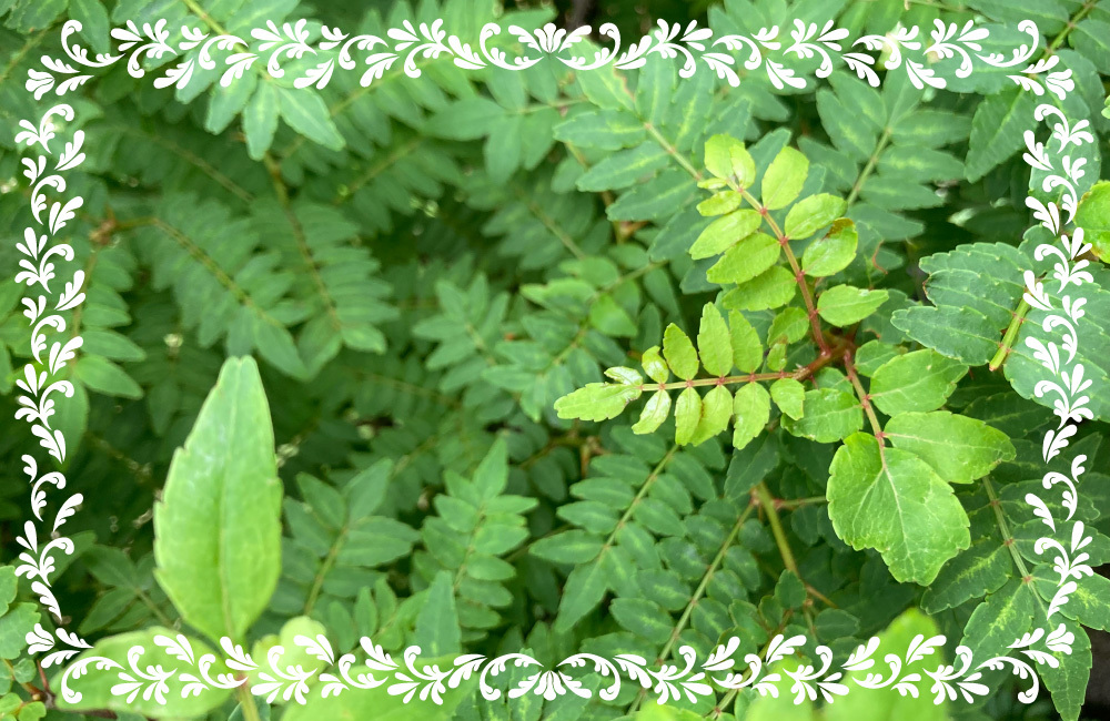 続ろーかる・ぐるぐる#198_山椒写真