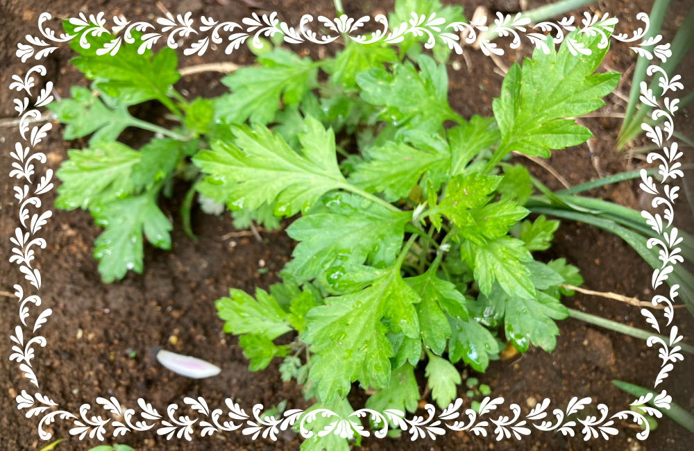 続ろーかる・ぐるぐる#198_ヨモギ写真