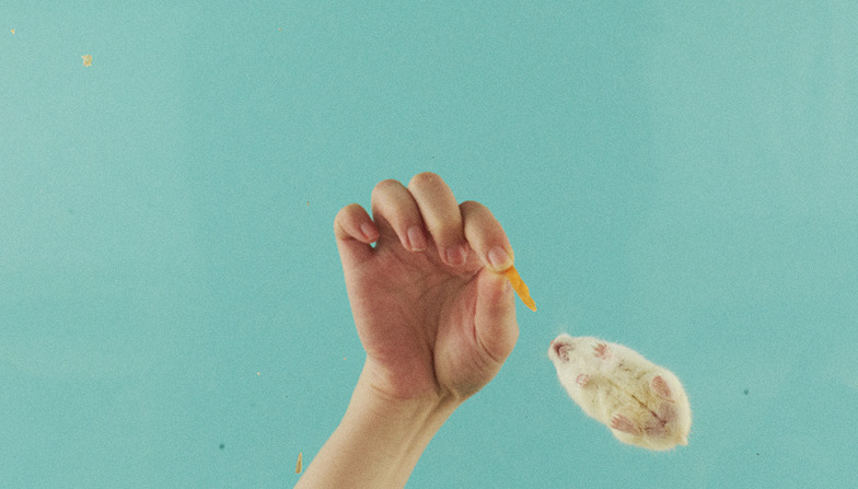 ニンジンでハムスターを呼び寄せる様子。