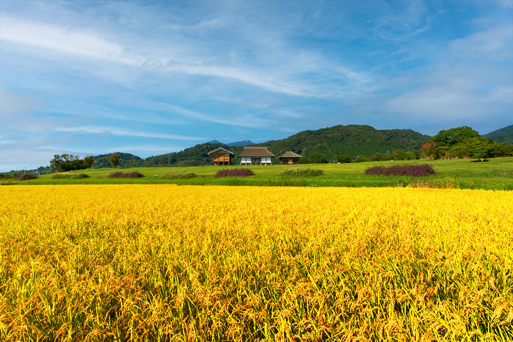 小泉社長いわく、「僕は炊きたてのごはんが大好きなので、おいしいお米(の文化そのもの)を未来に残したいんです」とのこと。