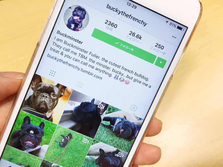 ミシェルさんの愛犬には、世界中にフォロワーが #buckythefrenchy